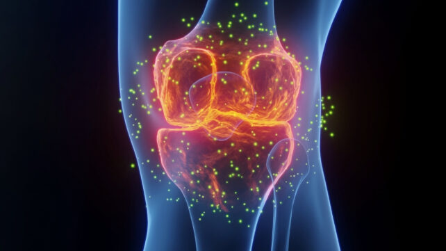 illustration of a knee joint