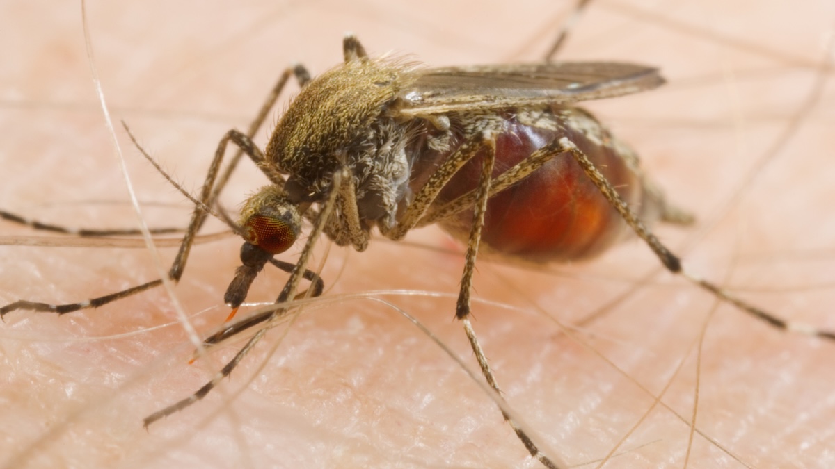 Mosquitoes Are Feeding on Us More Often – And Scientists Say We're to Blame