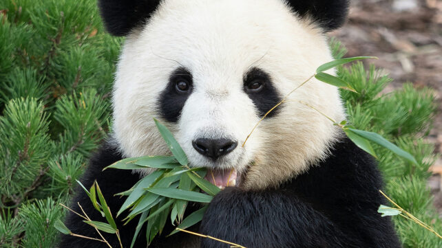 A panda eating bamboo