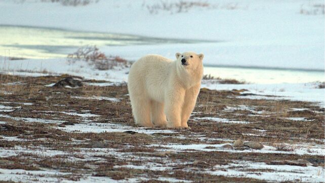 polar bear in arctic