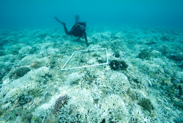 Marine biologist surveys bleached reef