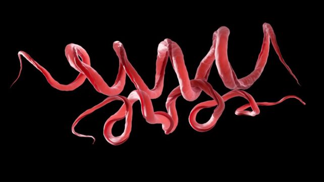 Ancient DNA Reveals Twisted Roots of Syphilis Go Back 5,500 Years