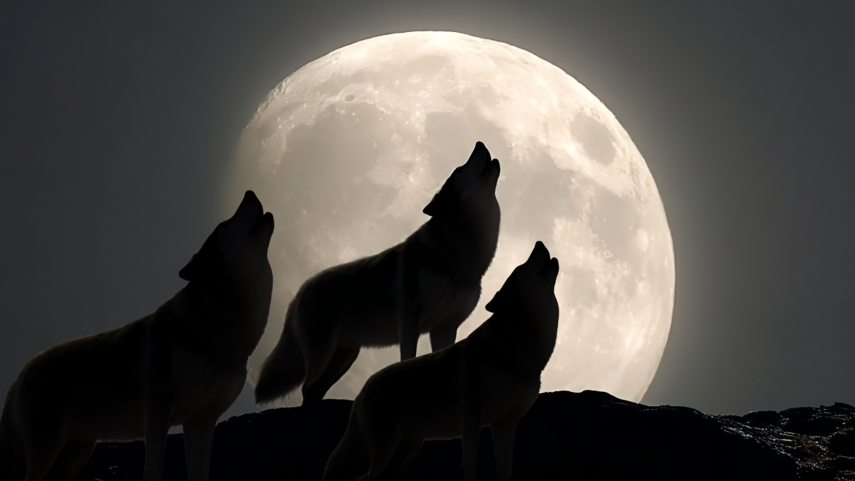 The full Wolf Supermoon of 3 January 2026 is going to put in one of the brightest appearances of which our Moon is capable, and it's all down to an extraordinary set of serendipitous circumstances.