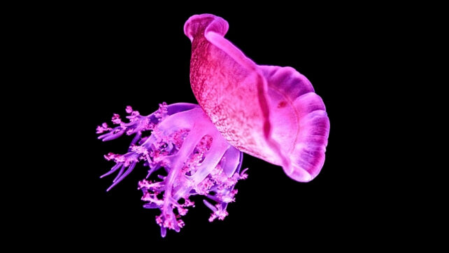 Jellyfish Snooze Like We Do, And It Could Explain The Origins of Sleep