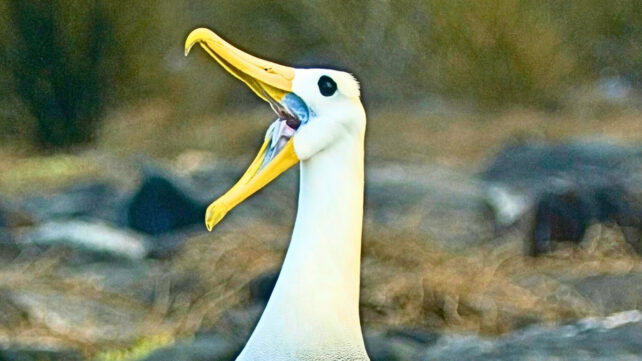 Endangered Galapagos Seabird Makes 3,000-Mile-Detour to California