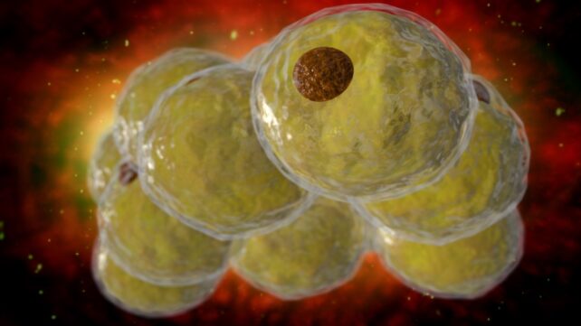 Scientists Identify an Epigenetic Switch That Can Slow Production of Fat Cells
