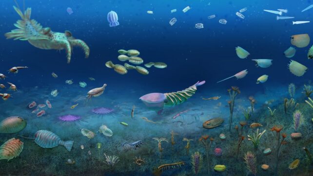 Stunning Fossil Site Reveals Life Rebounding After Major Extinction Event