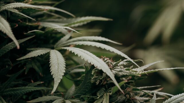 close-up image of cannabis plant
