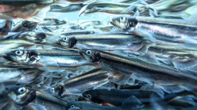 close-up of a dense school of capelin (small silver fish) underwater