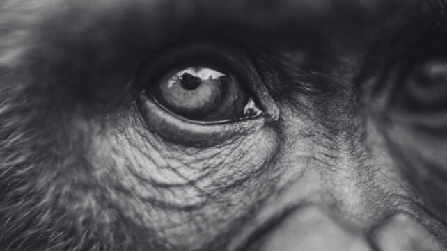 chimp eyes up close