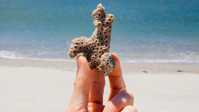 person holding coral