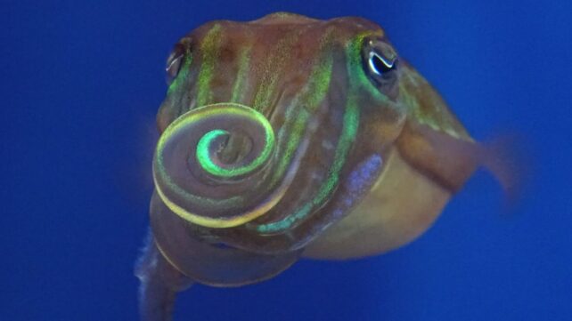 Cuttlefish Literally Twist Light to Attract a Mate, Study Finds