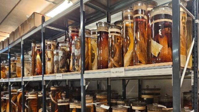 many specimen jars filled with clear brownish fluids and different animals fill the shelves at london's natural history museum.