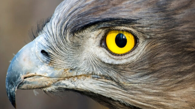 short-toed eagle eye