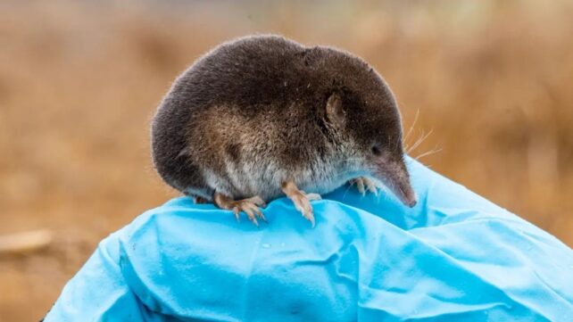 a small brown shrew is about 1/3 of the size of the blue-gloved human hand it is sitting on.