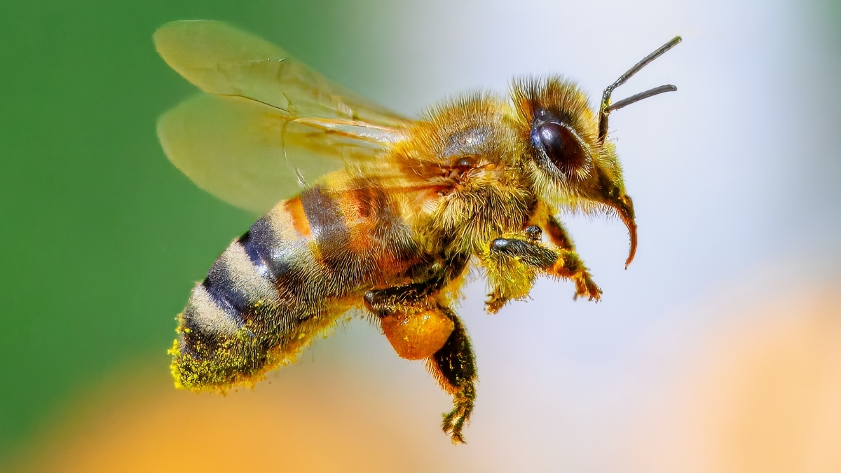 Bees May Tell Us if We Can Use Math to Talk to Aliens