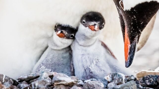 two gentoo chicks surrounded by the white fluff of their parent's belly