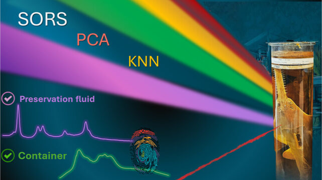 a graphic showing a sawfish specimen jar on the right, with rays of color emanating from it. text overlay reads "SORS, PCA and KNN", as well as two spectral graphs labelled "preservation fluid" and "container"