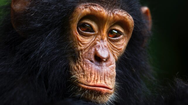 infant chimp face