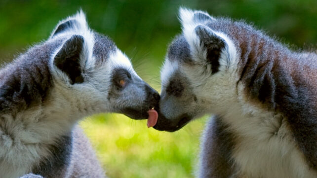 lemurs licking