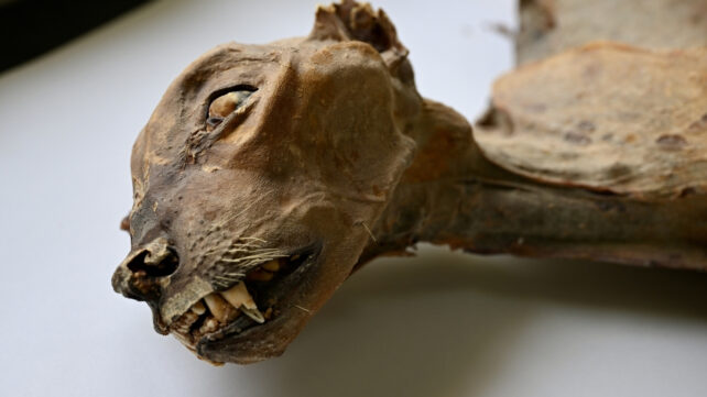 mummified cheetah head
