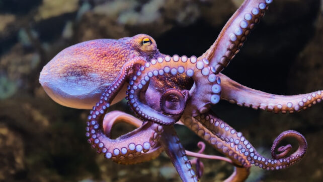 common octopus