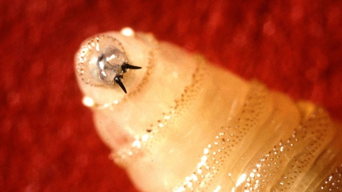 'Devastating' Flesh-Eating Parasite Is Spreading Toward The US, CDC Warns