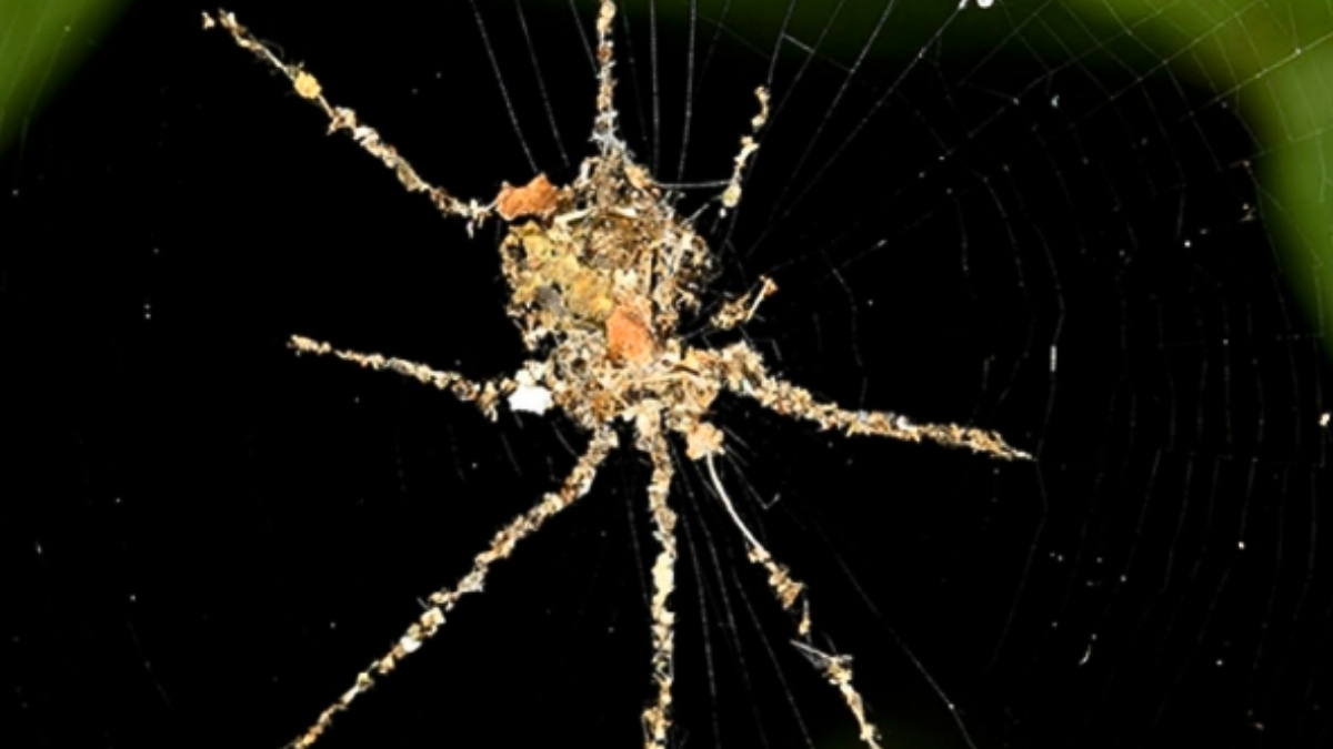 Tropical Spiders Make Fearsome 'Puppets' of Themselves For Protection