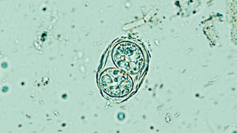 A Brain Parasite Infecting Millions Is Far Less Sleepy Than We Thought ...