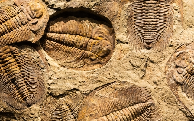 trilobite fossils