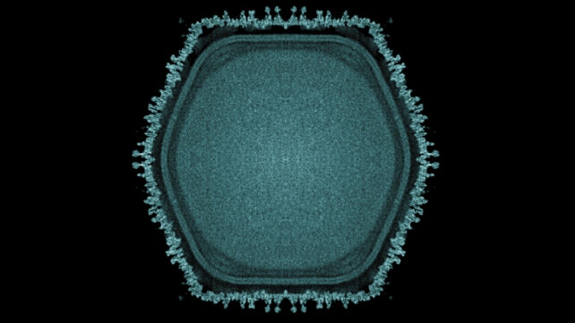 ushikuvirus electron micrograph image