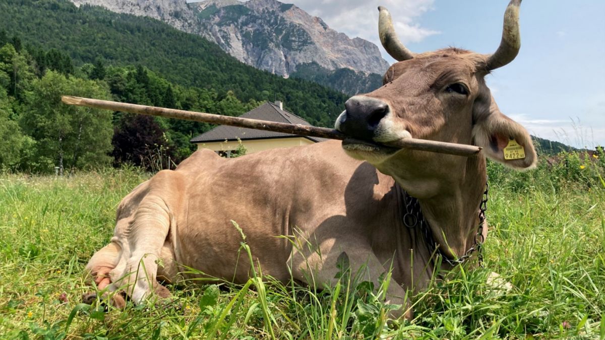 Clever Cow Documented Using Tools in an Astonishing Scientific First
