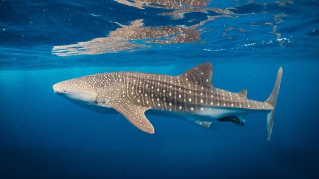 photo of a whaleshark swimming in the open ocean