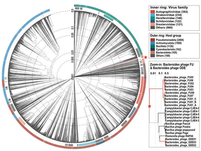 Bacteria groupings