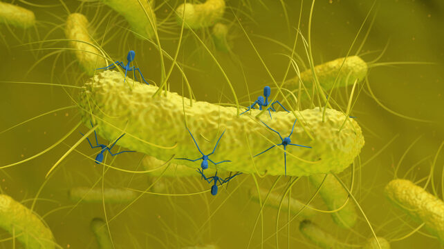 Bacteriophages (blue) infecting a bacterium