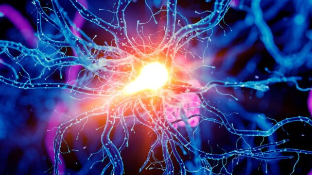 Scientists Discover a Brain Circuit That Enhances Physical Endurance In Mice