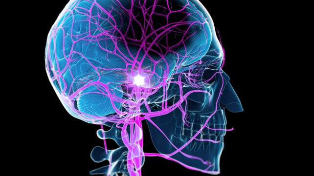 Blue and purple brain outline