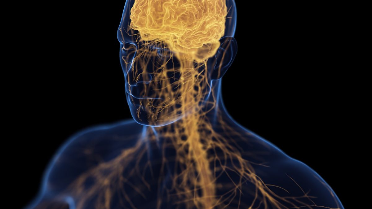 'Brain-Bone-Axis' May Link Depression With Osteoporosis, Study Claims