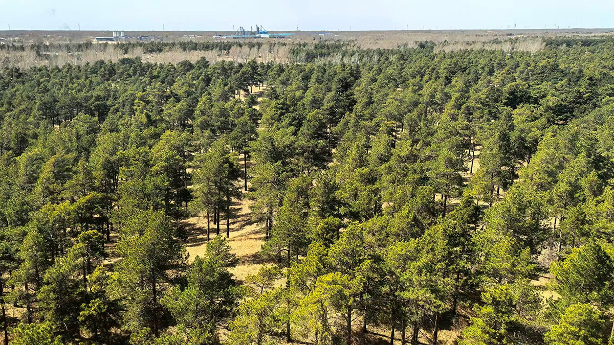 Hyperaridní poušť se mění na uhlíkový úložiště díky zalesňování