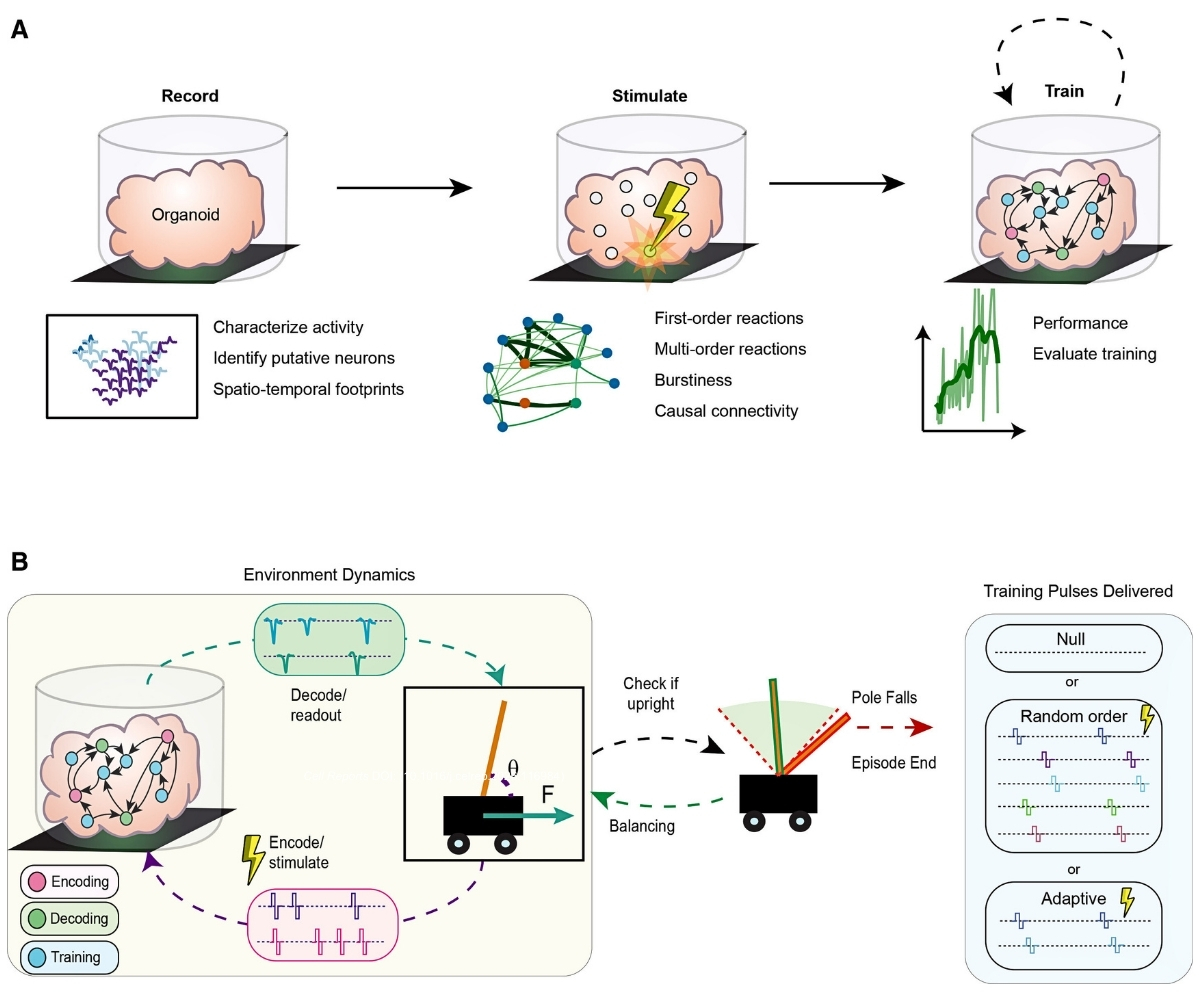 Scientists Grew Mini Brains, Then Trained Them to Solve an Engineering ...