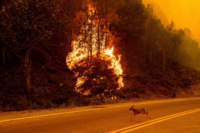 Young deer runs across road in front of burning vegetation