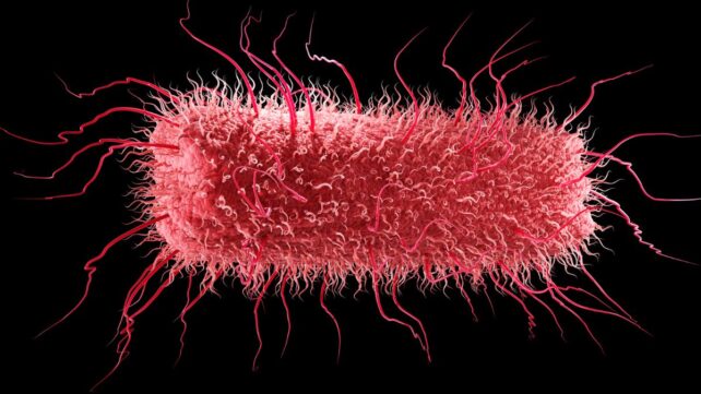 All Life on Earth Shares an Ancestor &ndash; And Some of Our Genes Predate It