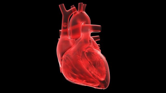 Beating 'Heart-on-a-Chip' Could Help Fight The World's Leading Cause of Death