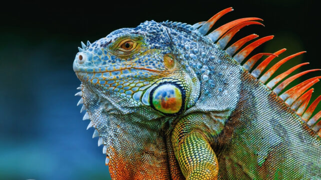 Close up of a colorful iguana