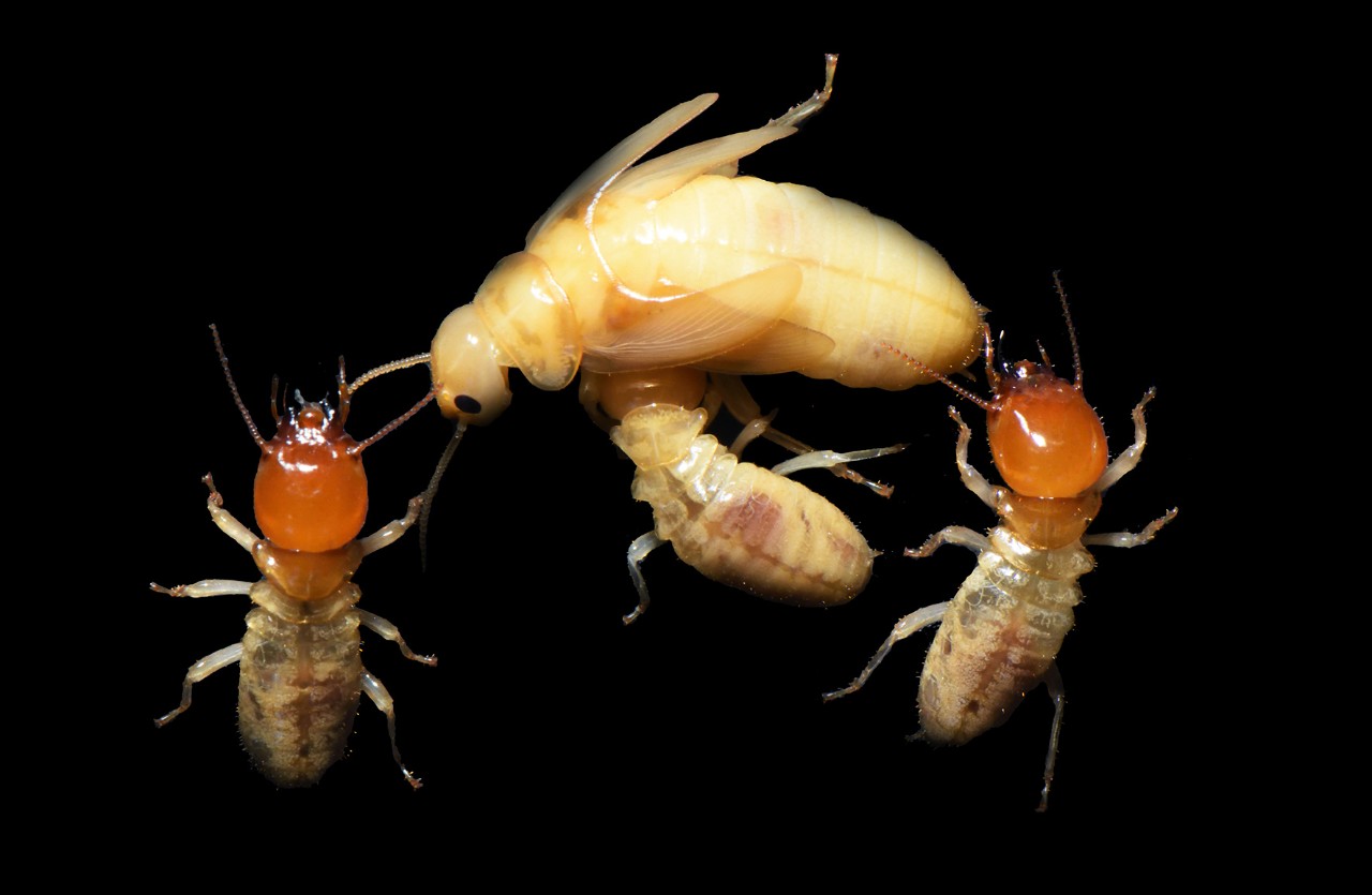 Termite Sperms Lost Their Tails Thanks to Monogamy