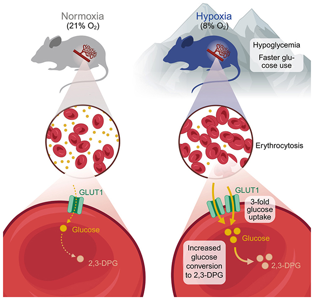 Mouse blood study