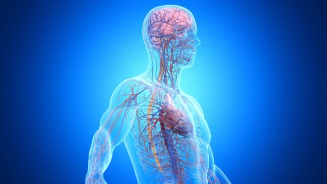 One in Three Dementia Cases Is Linked to Disease Outside The Brain