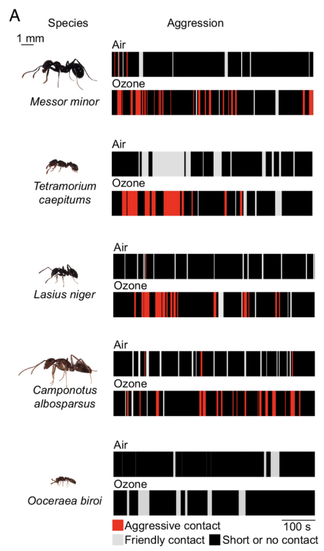 diagram showing each ant species' interactions based on whether they were exposed to ozone or not. five species were more aggressive to their ozone-exposed nestmates.