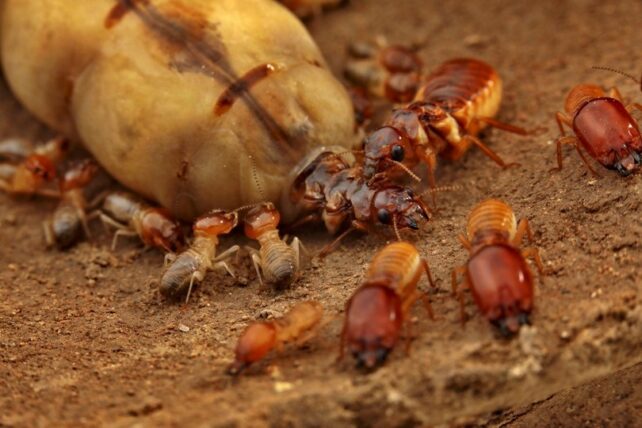 Large queen termite surrounded by smaller termites.