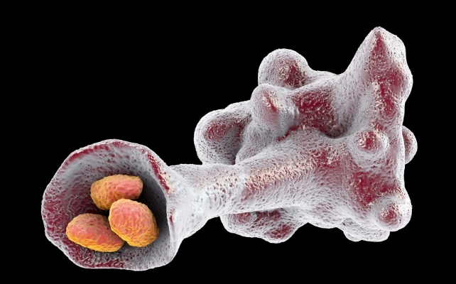 amoeba eating bacteria